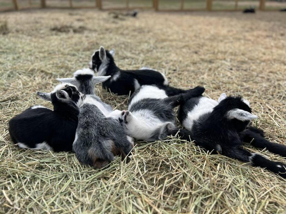Farm Retreat With Jacuzzi, Fire Pit, Mini Goats, Mini Ponies And Mini Cows Villa Сан Маркос Екстериор снимка