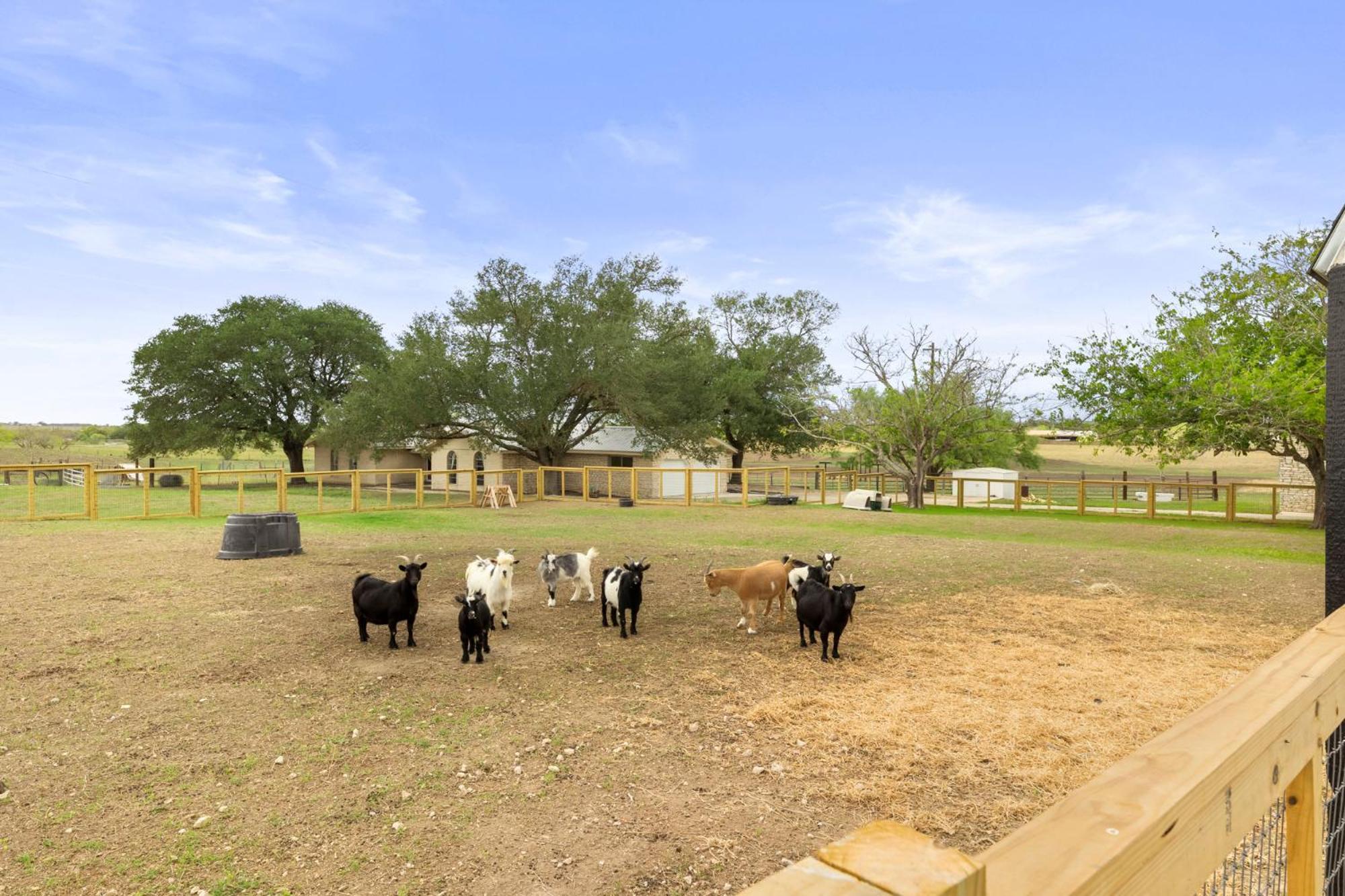 Farm Retreat With Jacuzzi, Fire Pit, Mini Goats, Mini Ponies And Mini Cows Villa Сан Маркос Стая снимка